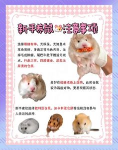 穷养仓鼠的方法_省钱养仓鼠，选对垫料喂廉食