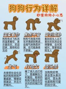 和狗狗打扑克的注意事项_小黄狗狗打牌爆红网络，专注可爱引热议