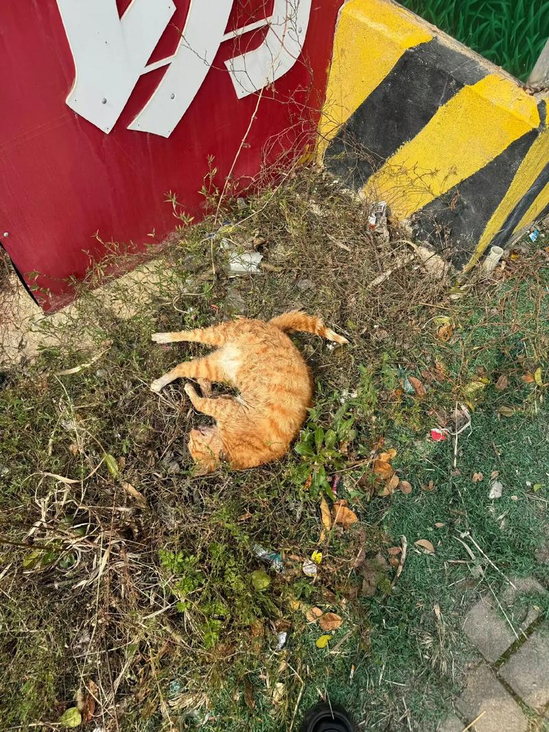 猫被打狠了会怎么样_打猫伤人又伤心,请温柔对待小猫咪 猫被打狠了会怎么样_打猫伤人又伤心,请温柔对待小猫咪