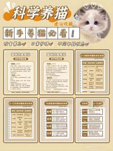 养猫新手必备常识_条件准备相处与责任