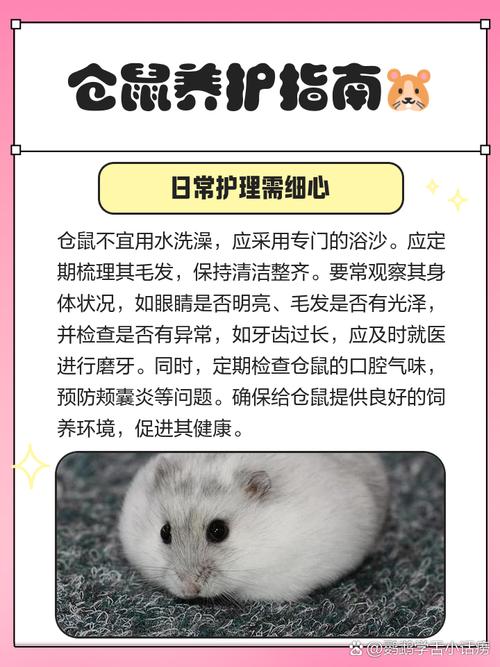 千万不要养一只仓鼠_警惕!养仓鼠有健康经济噪音安全等多重风险 千万不要养一只仓鼠_警惕!养仓鼠有健康经济噪音安全等多重风险