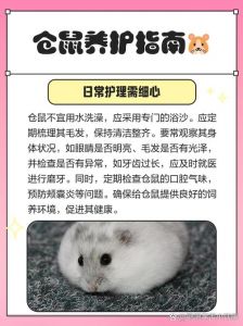 千万不要养一只仓鼠_警惕！养仓鼠有健康经济噪音安全等多重风险