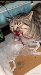 猫故意把猫砂扒到外面_猫咪扒猫砂怎么办？原因与解决方法