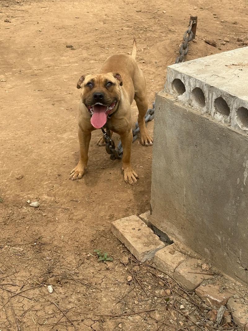 比特犬为什么不能养_猛犬特性与家庭安全 比特犬为什么不能养_猛犬特性与家庭安全