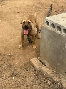 比特犬为什么不能养_猛犬特性与家庭安全