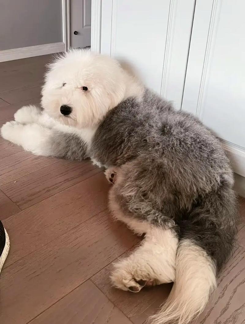 古代牧羊犬成都禁养吗_体型大难打理 古代牧羊犬成都禁养吗_体型大难打理