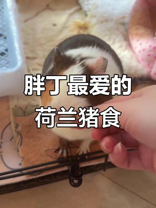 豚鼠吃什么为主食_草蔬果均衡,避免洋葱米饭 豚鼠吃什么为主食_草蔬果均衡,避免洋葱米饭