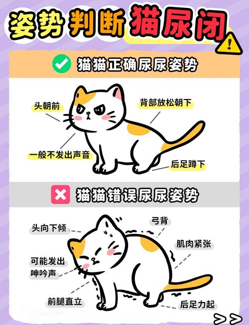 猫绝育可以防止乱尿吗_绝育猫乱尿?疼痛环境病是主因 猫绝育可以防止乱尿吗_绝育猫乱尿?疼痛环境病是主因