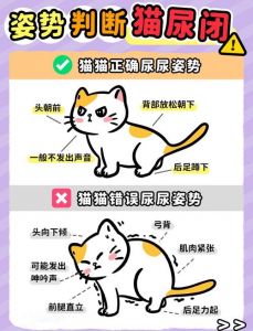 猫绝育可以防止乱尿吗_绝育猫乱尿？疼痛环境病是主因