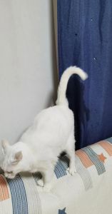 猫往主人身上滋尿_猫咪乱尿原因及应对