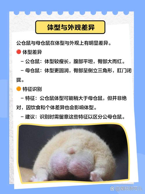 一公一母仓鼠能养在一起_避免合笼养仓鼠，易打架伤人，影响健康