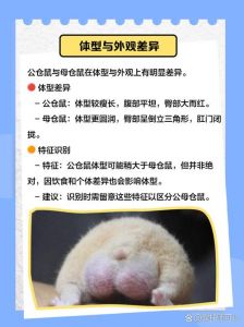 一公一母仓鼠能养在一起_避免合笼养仓鼠，易打架伤人，影响健康