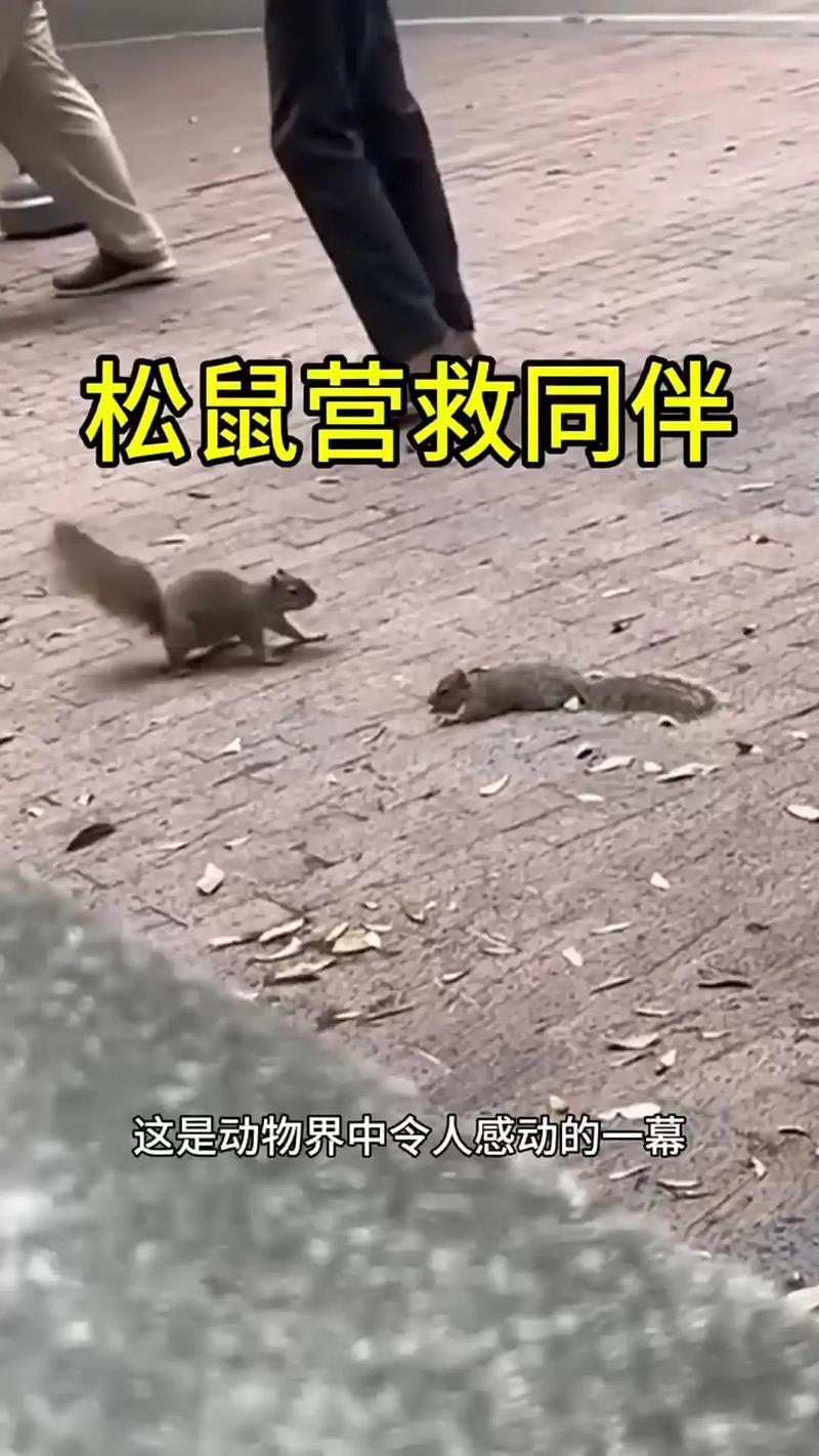 小松鼠为什么莫名其妙死了_空间食物环境,别害了小家伙! 小松鼠为什么莫名其妙死了_空间食物环境,别害了小家伙!