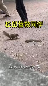 小松鼠为什么莫名其妙死了_空间食物环境，别害了小家伙！