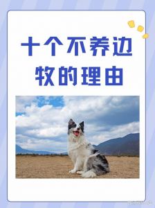 边境牧羊犬为什么禁养_高智商遇上小空间，禁养标准该怎样定？
