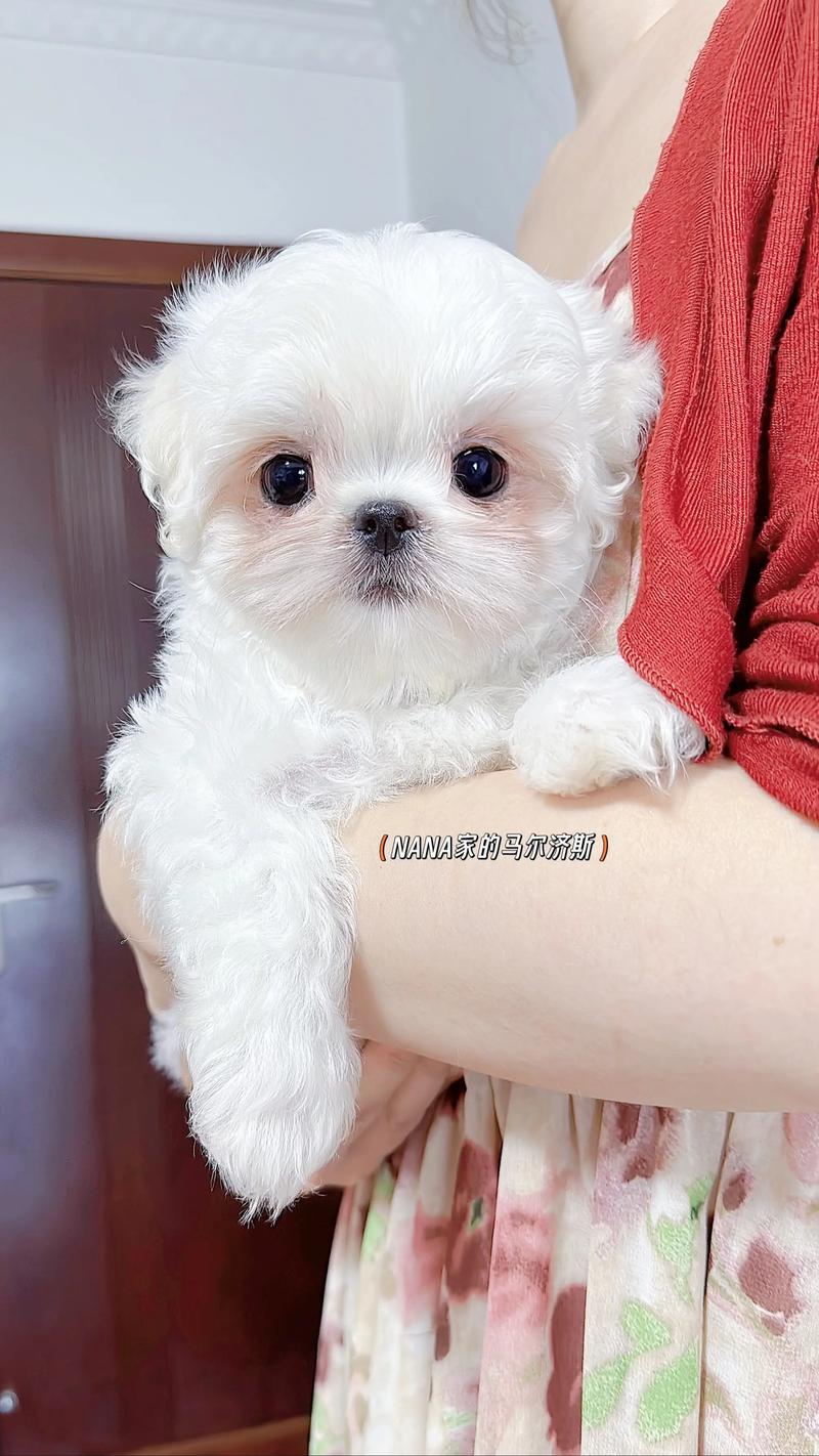 马尔济斯犬一般多久洗一次澡_马尔济斯犬多久洗浴合适？