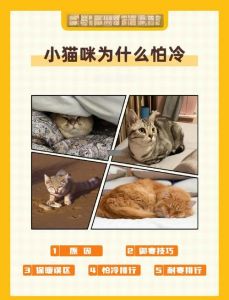 3摄氏度猫咪怕冷吗_保暖小妙招