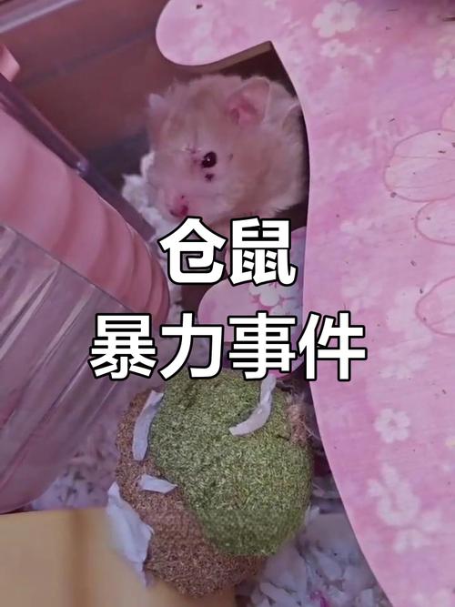 小仓鼠打架为什么滋滋叫_不同声音表达不同情绪 小仓鼠打架为什么滋滋叫_不同声音表达不同情绪