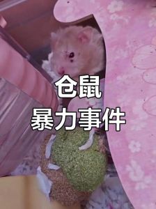 小仓鼠打架为什么滋滋叫_不同声音表达不同情绪