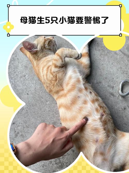 刚生产完的母猫需要注意什么_保暖营养卫生,细心照顾幼猫 刚生产完的母猫需要注意什么_保暖营养卫生,细心照顾幼猫