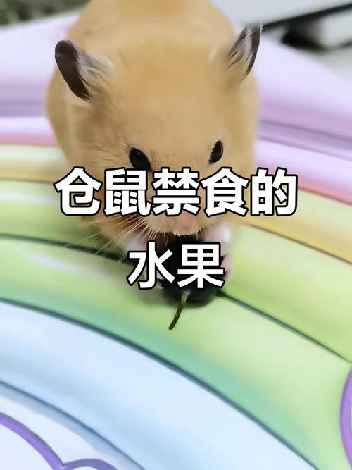 柚子仓鼠能吃吗_仓鼠吃柚子小心！有风险易腹泻