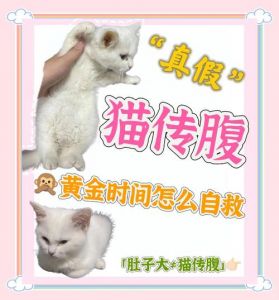 喂猫咪三四片猪肉脯会致死吗_猫不能吃猪肉，易生病！