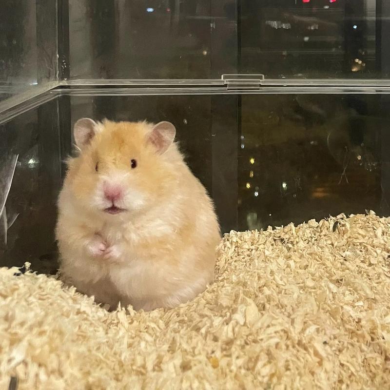 小仓鼠金丝熊图片_温顺亲人,注意独居和饮食 小仓鼠金丝熊图片_温顺亲人,注意独居和饮食