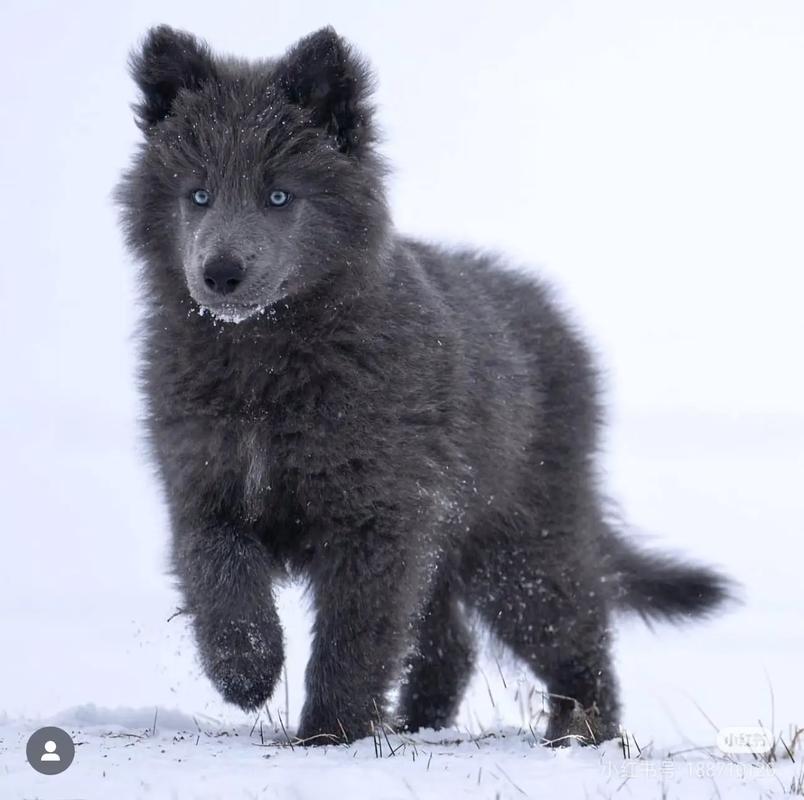 蓝湾牧羊犬为什么不建议养_网传蓝湾牧羊犬多为北欧狼犬,性情凶猛,不适合家庭饲养 蓝湾牧羊犬为什么不建议养_网传蓝湾牧羊犬多为北欧狼犬,性情凶猛,不适合家庭饲养