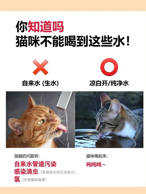 猫喝生水还是白开水好_猫咪爱流动水,饮水机加补充剂更健康 猫喝生水还是白开水好_猫咪爱流动水,饮水机加补充剂更健康