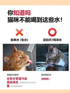 猫喝生水还是白开水好_猫咪爱流动水，饮水机加补充剂更健康