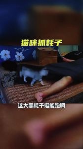 剪掉猫的爪子会影响抓老鼠吗_防抓伤人，选对时机和技巧很重要