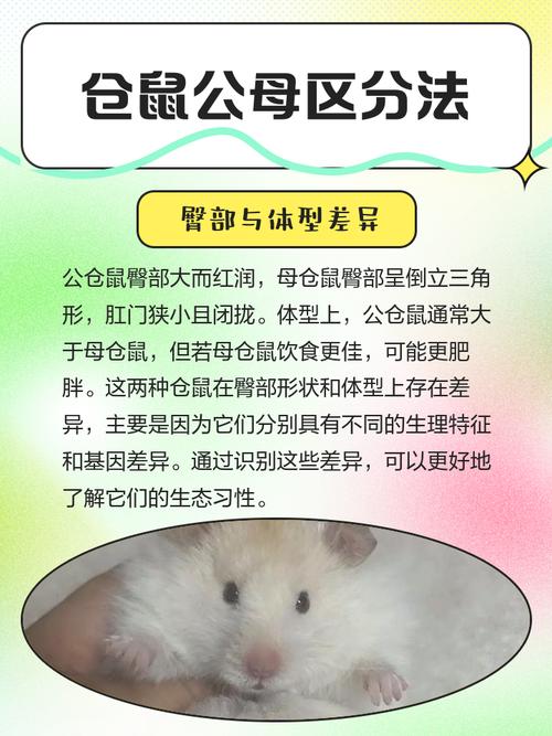 小仓鼠公母对照图片_分辨公母仓鼠有妙招！
