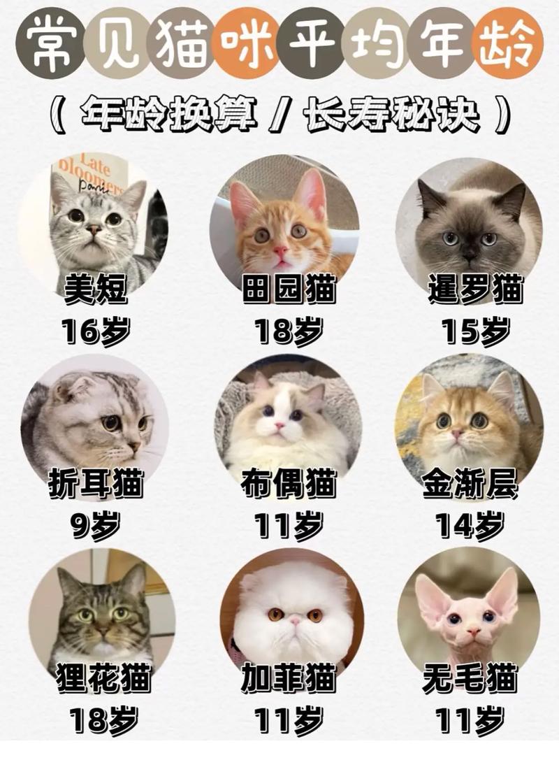 猫成年几个月_猫咪几月成熟？性格稳定要等几年？