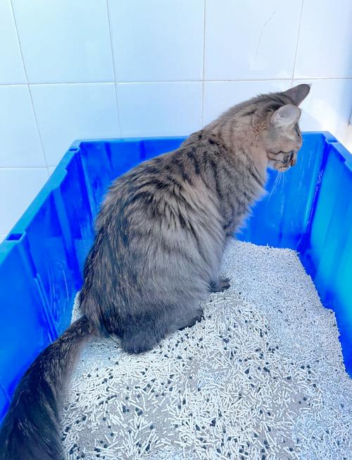 猫隔几分钟就去猫砂盆_猫咪频繁尿猫砂盆,健康或行为问题? 猫隔几分钟就去猫砂盆_猫咪频繁尿猫砂盆,健康或行为问题?