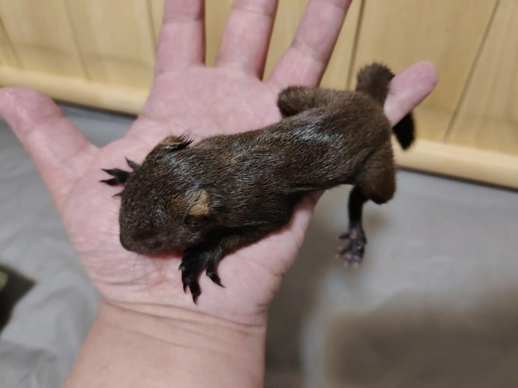 魔王松鼠为什么不建议新手养_警惕!魔王松鼠难养风险高,新手勿入 魔王松鼠为什么不建议新手养_警惕!魔王松鼠难养风险高,新手勿入