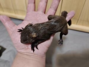 魔王松鼠为什么不建议新手养_警惕！魔王松鼠难养风险高，新手勿入