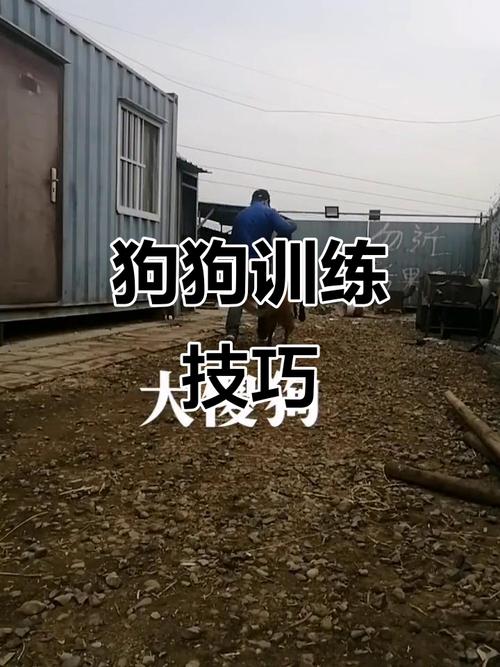 马犬训练口令和手势_手势口令练马犬,耐心坚持建信任 马犬训练口令和手势_手势口令练马犬,耐心坚持建信任