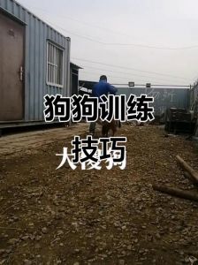 马犬训练口令和手势_手势口令练马犬，耐心坚持建信任