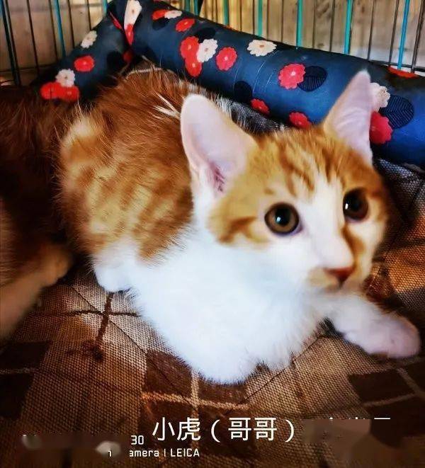 10个月算幼猫还是成猫_成长关键点 10个月算幼猫还是成猫_成长关键点