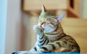 猫舔爪子洗脸_猫咪爱干净常舔爪，异常需留意