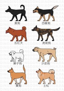 中华田园犬怎么训练大小便_中华田园犬定点小便训练法