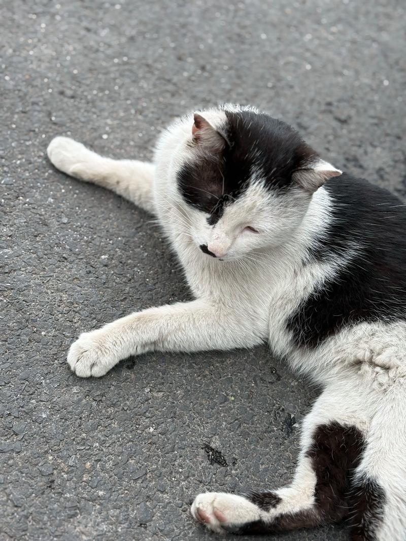 喂猫咪火腿肠会致死吗_火腿肠伤猫咪,科学喂养是关键! 喂猫咪火腿肠会致死吗_火腿肠伤猫咪,科学喂养是关键!