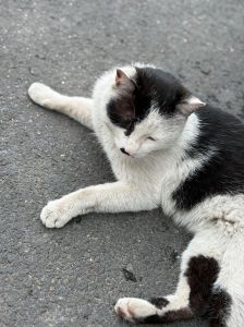 喂猫咪火腿肠会致死吗_火腿肠伤猫咪，科学喂养是关键！