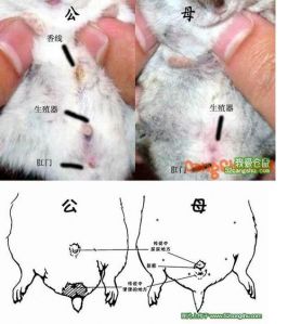 小仓鼠公母对照图片_分辨公母仓鼠有妙招！
