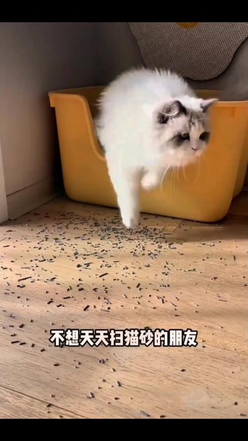 猫半夜刨猫砂动静很大_半夜猫刨砂吵人?试试隔音盆和深砂! 猫半夜刨猫砂动静很大_半夜猫刨砂吵人?试试隔音盆和深砂!