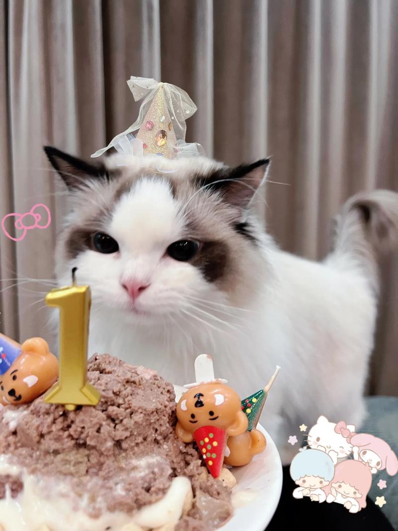 一岁的猫成年了吗_一岁猫算成年,喂食健康陪伴重要 一岁的猫成年了吗_一岁猫算成年,喂食健康陪伴重要