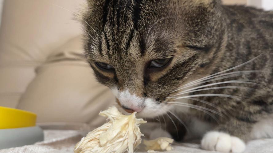 猫天天吃一次鸡胸肉好吗_鸡胸肉养猫好,但别天天喂,注意营养均衡! 猫天天吃一次鸡胸肉好吗_鸡胸肉养猫好,但别天天喂,注意营养均衡!