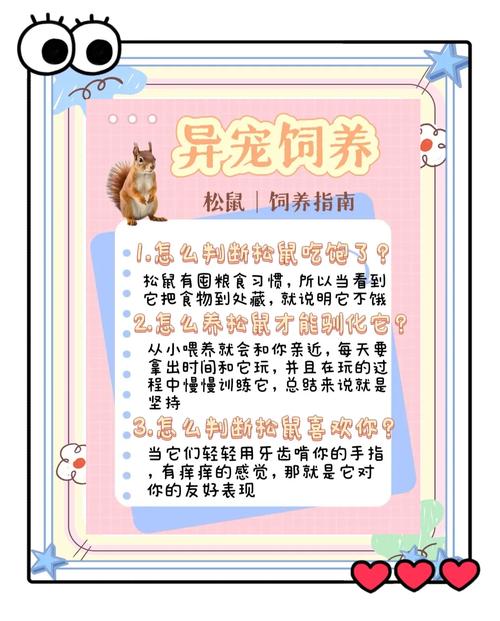 养松鼠注意事项_养松鼠选对笼舍控温湿均衡饮食勤互动 养松鼠注意事项_养松鼠选对笼舍控温湿均衡饮食勤互动