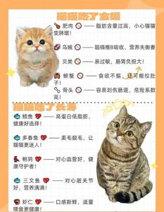 管教小猫的21种方式攻略_管教猫咪别打骂，温柔引导更有效