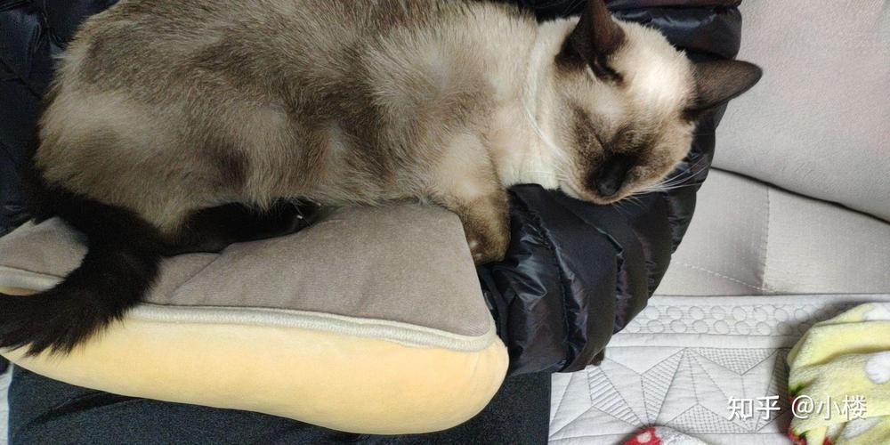 零下5度猫会觉得冷吗_保暖措施保平安 零下5度猫会觉得冷吗_保暖措施保平安